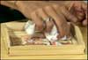 Decoupage